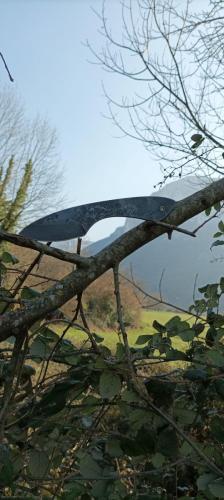 Corbeau sur une branche